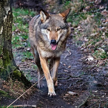 Nie są już rzadkością. Liczebność wilków rośnie