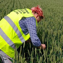 Patogeny grzybowe a bezpieczeństwo ziarna. Monitoring plantacji