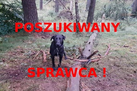 fot. Wiecbork112.pl (źródło: Nadleśnictwo Lutówko, Lasy Państwowe)